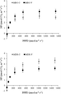 Photosynthesis in Ranunculus asiaticus L.: The Influence of the Hybrid and the Preparation Procedure of Tuberous Roots